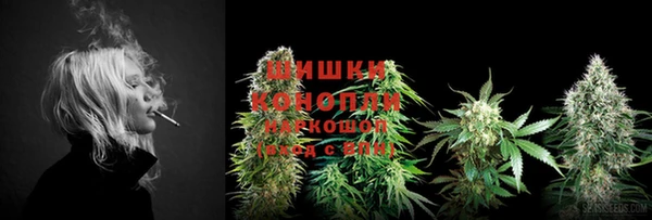 прущие грибы Новозыбков