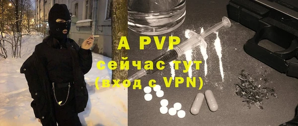 прущие грибы Новозыбков